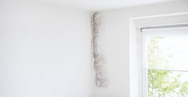 Erda, UT Mold Removal Company