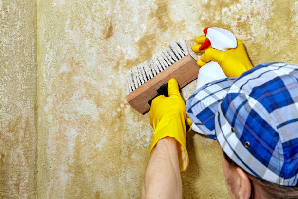 Best Commercial Mold Inspection  in Erda, UT