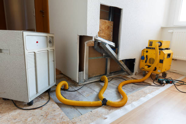 Best Basement Mold Removal  in Erda, UT