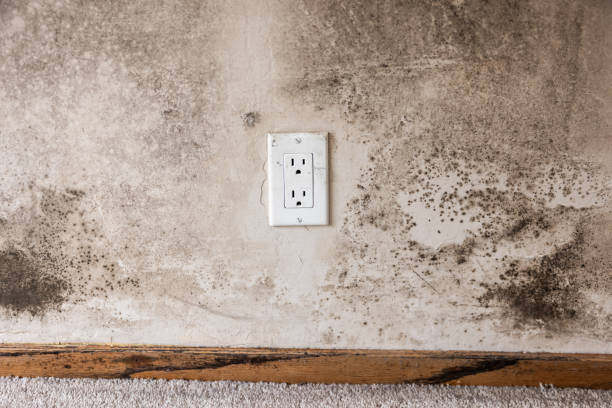 Best Dehumidification Services  in Erda, UT