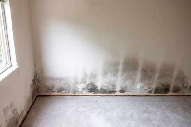 Best Biohazard Mold Removal  in Erda, UT