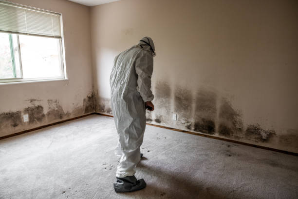 Best Mold Damage Restoration  in Erda, UT