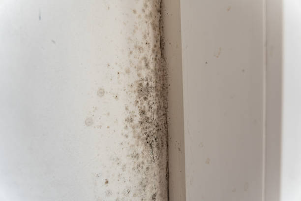 Best Attic Mold Removal  in Erda, UT